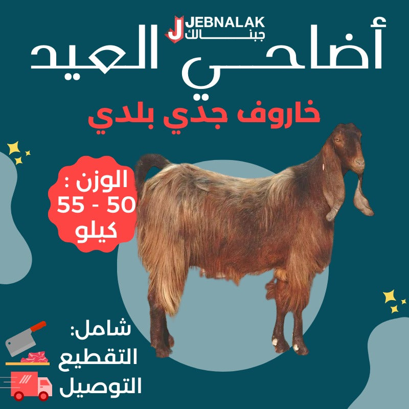 Local Jeddi Sheep - Weight ( 50 - 55 ) Kg